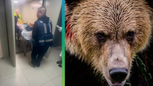 Мужчина чудом выжил после нападения медведя в Подмосковье