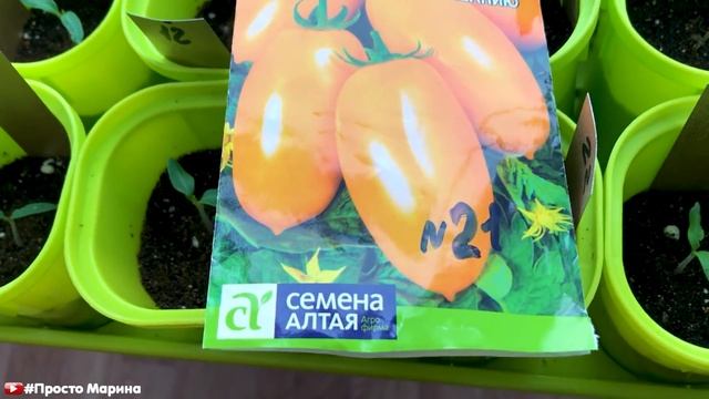 Переезд рассады на балкон.