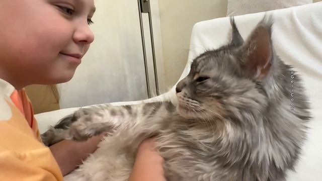 Милый Мейн-Кун💙
