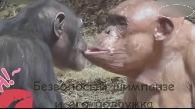 Безволосый шимпанзе