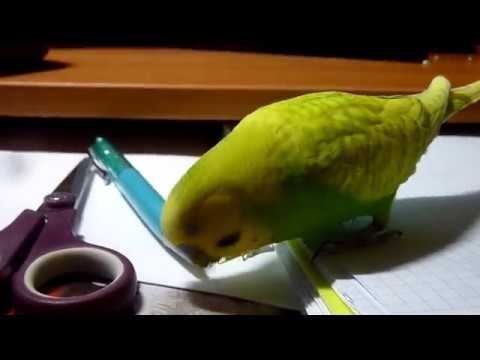 ВОСКРЕСНОЕ УТРО ВОЛНИСТОГО ПОПУГАЯ ТОШИ / Веселый попугай / зеленый попугайчик TV