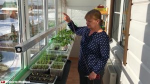 Когда и зачем подрезать лук.