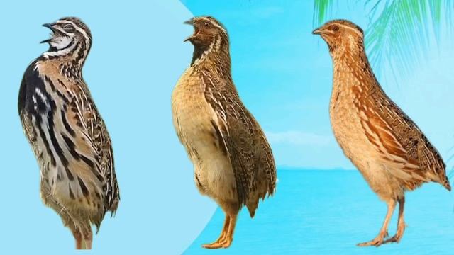 Batair Ki Awaz Quil Sounds Wheatley hunting Sounds بٹیروں کی گندم کی شکار والی آواز