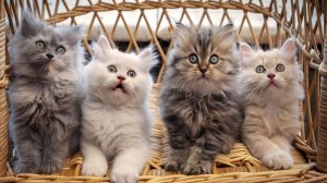 Стрим про котят