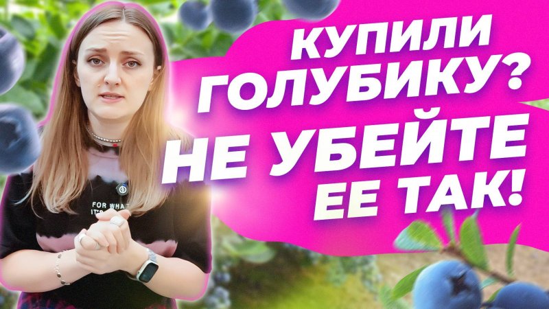 ЧТО ДЕЛАТЬ С САЖЕНЦЕМ ГОЛУБИКИ