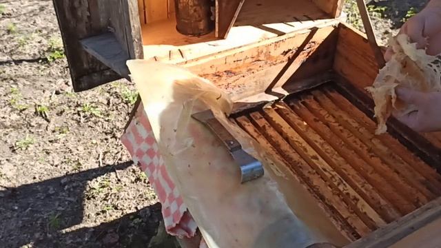 Апрельский осмотр семей и обработка.