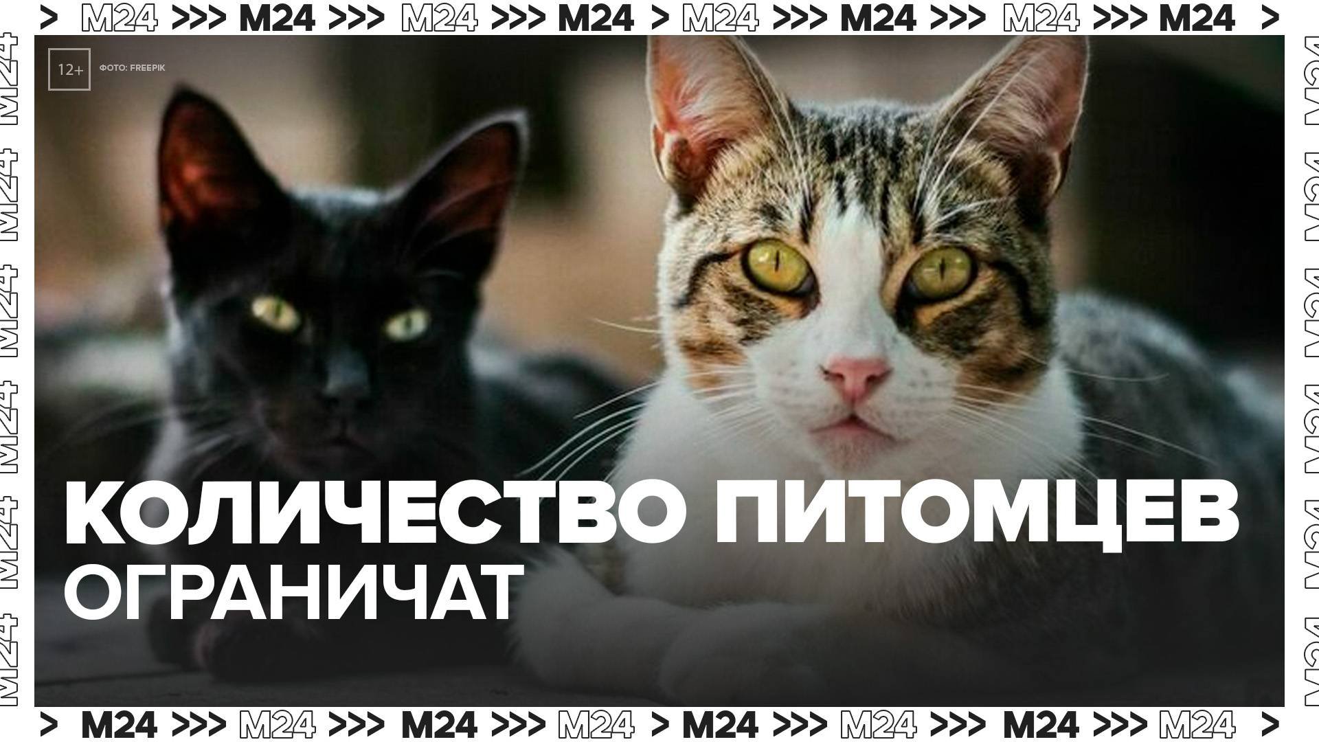 В России предложили ограничить количество домашних животных по площади квартиры - Москва 24