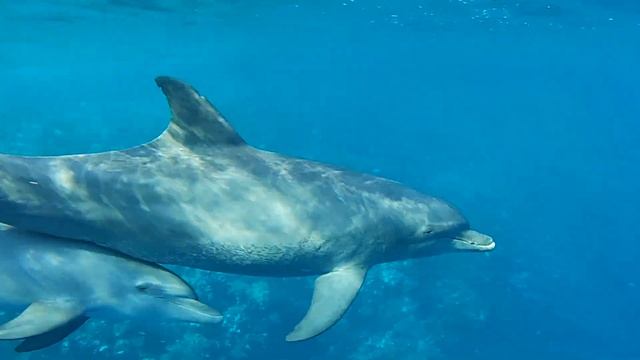 Egypt Ägypten- Delphine - Marsa Alam - Hotel Albatros Sea World - Hausriff - 05.11.2018 - 07.45 Uhr смотреть онлайн