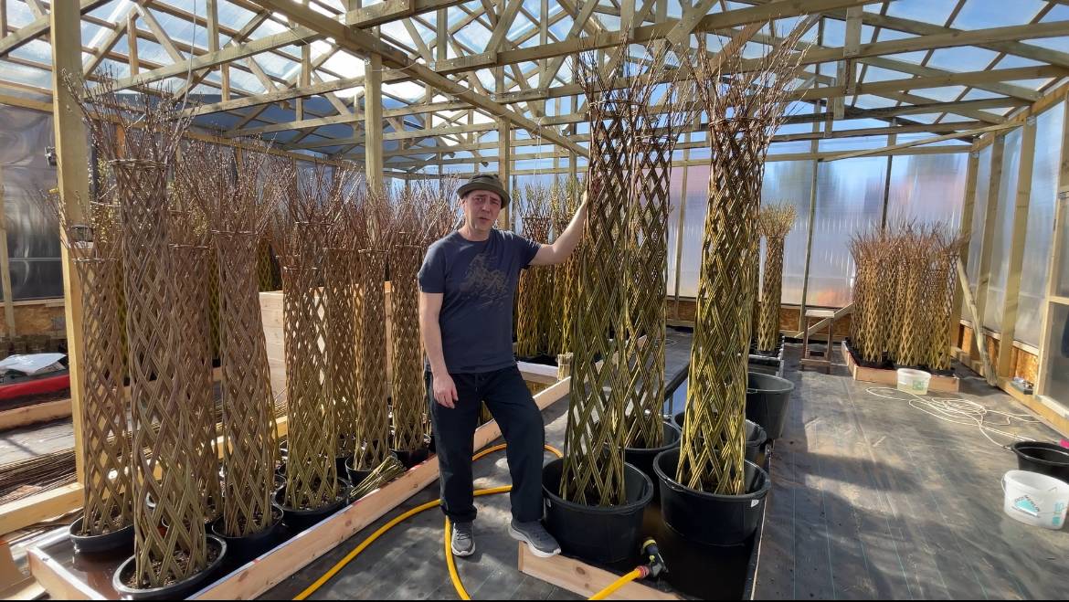 Плетение пальмы из прутка ивы (Русская пальма) продажа прутка ивы +7(977) 427-55-66 смотреть онлайн