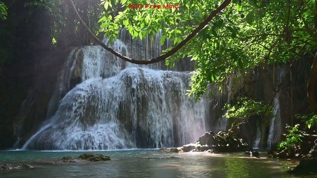 Beautiful Tropical Forest - Rainforest Relaxing Sleep, Nature Sounds смотреть онлайн
