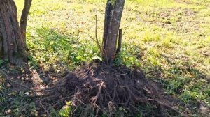 Самодельный корчеватель на МТЗ