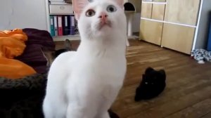 кот говорит