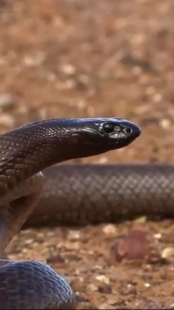 Inland Taipan Milking | Adaptation to Arid Environments#facts #shorts #youtubeshorts @Manimalistic смотреть онлайн