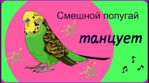 Смешной попугай танцует//Танцующий волнистый попугай Тоша