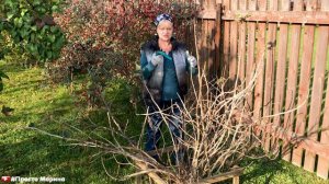 Уход за черной и красной смородиной осенью. Отличия в обрезке. Мульчирование.