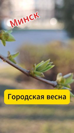Минск. Городская весна