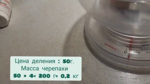 Физика Из какого вещества сделана черепаха....Phуsics
