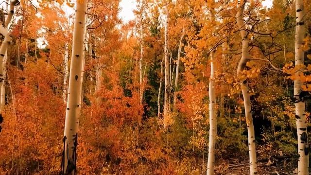 Dark blue turquoise soothing music for sleep смотреть онлайн