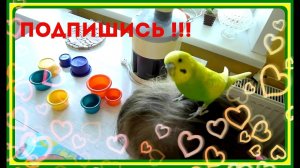 Трейлер канала Зеленый попугайчик TV. //Подпишись!!!