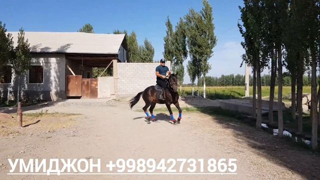 QORA KŎZNI ULOQGI KUCHLI КОРАБАЙИР КОРА КУЗ.😱165 см (Mus Tv)(МАЯК ТВ)(Tez Kabar)(Sardor Uz)#otlar смотреть онлайн