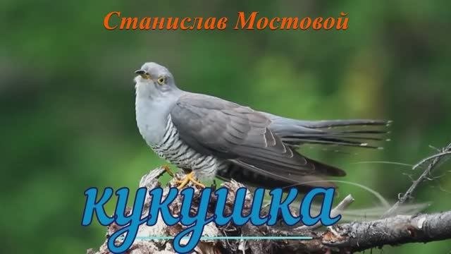 Кукушка