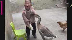 Гусь в деле. С этой птицей шутки в сторону