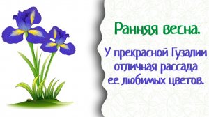 Как самочувствие, цветочная рассада? Смотри видео! Прекрасная Гузалия