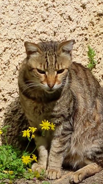 Дикий кот и кошачья мята 😻 Funny feral cat & cat mint 😹 Lustige katze 面白い猫 Kucing lucu Gato gracios смотреть онлайн
