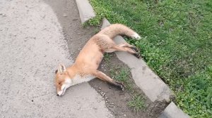 Лиса в Краснодаре