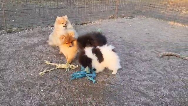 Шпицы щенки