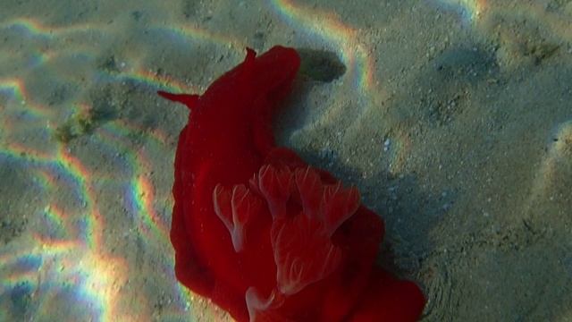 Испанский Танцор грустит.
Шератон Сома Бэй.Красное море.Март 2025.С Лилия Драч.