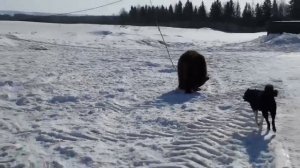 Притравка молодых лаек, по медведю 3