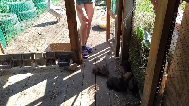 Пересаживаю крольчат и крольчиху в вольер.