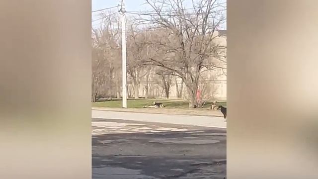 стая собак облаяла прохожих смотреть онлайн