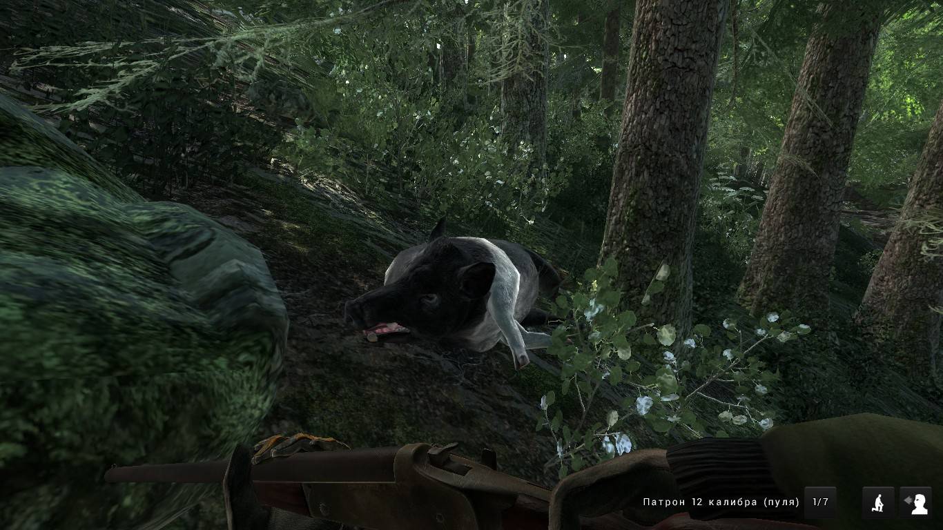 ежедневная задача добыть дикого кабана ( settler creeks )