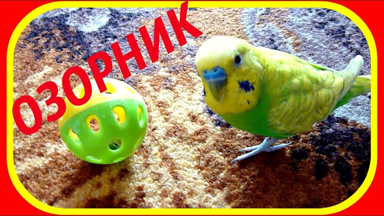 Веселый и озорной попугайчик Тоша//Смешной  волнистый попугай