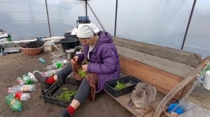 Сельские будни.Работа в теплице 🌱Уборка церковной территории 🙏И наше хозяйство 🐇