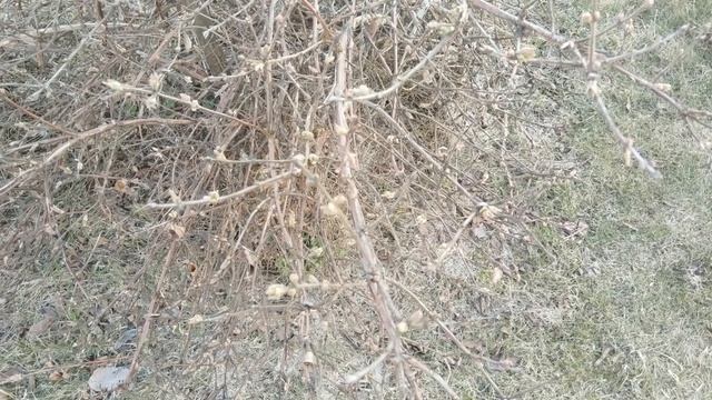 Цветы и зелёные почки на кустарниках