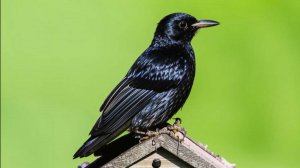 Скворцы обживают старый скворечник