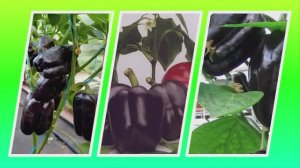 Перец Фиолет