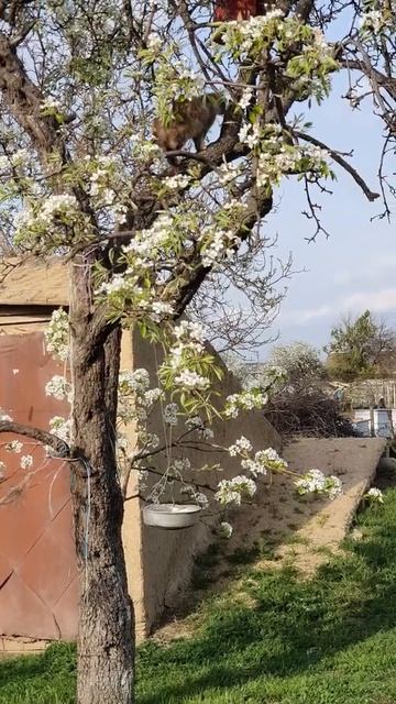 #Shorts Кнопка охотится на птичек смотреть онлайн