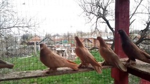 НАВАТЫ И РУЯНЫ СРЕДНЕАЗИАТСКИЕ БОЙНЫЕ ГОЛУБИ .ГОЛУБИ НОВОАЛЕКСАНДРОВСКА. АЛЕКСЕЙ.