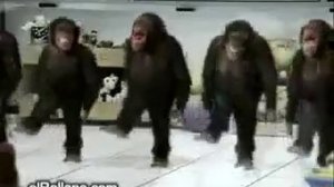 Обезьяны танцуют лезгинкуоч смешно