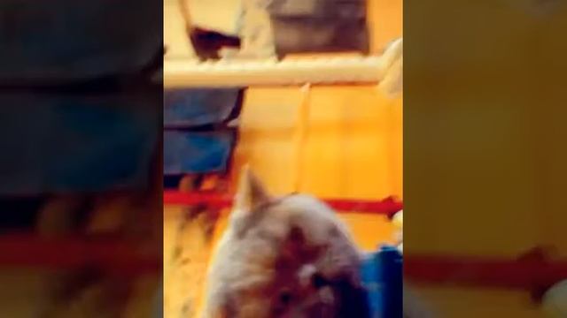 МОЯ КОШКА - ДЖУЛЬЕТТА (Created with @Magisto) смотреть онлайн