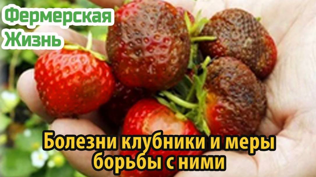 Болезни клубники и меры борьбы с ними