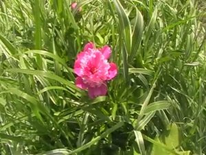 Как разрабатываем заброшенный участок__цветы__посадки__теплицы.