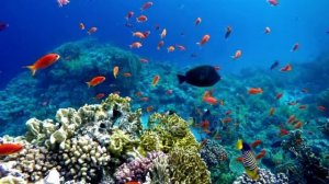 Подводный мир.