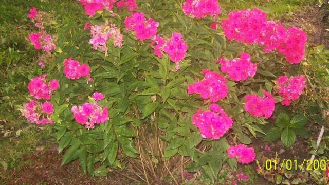 красивые цветы смотреть онлайн