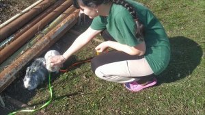 Кролики вытворяют ТАКОЕ на природе!!!