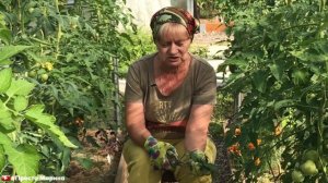 Не выбрасывайте ботву томатов